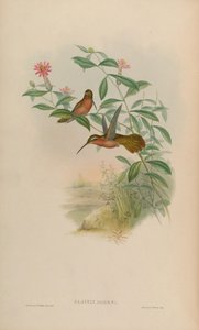 Glaucis dohrni = Glaucis dohrnii - John Gould